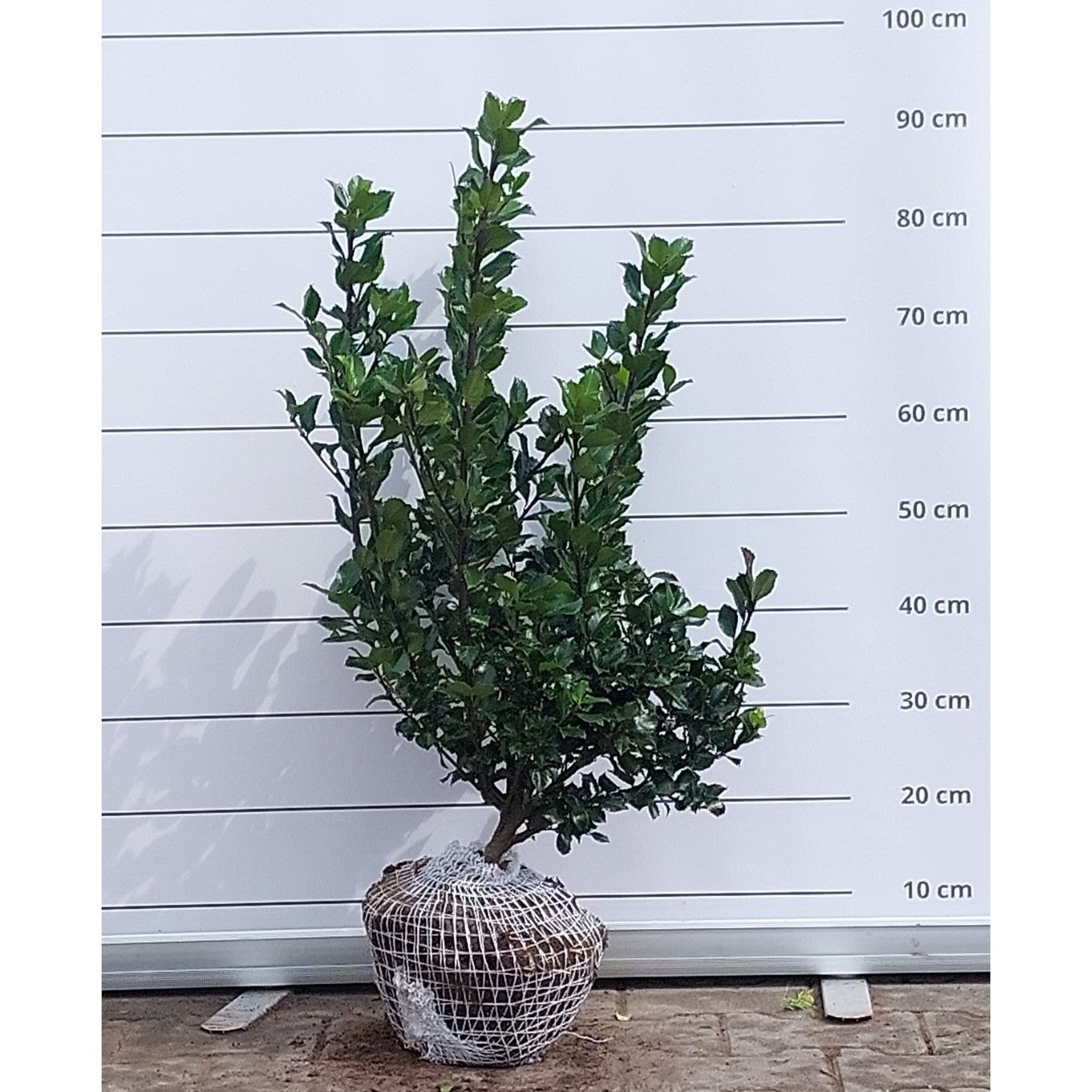 Blå järnek – Ilex meservae 'Blue Prince' - 60-80 CM RB